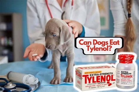 Yes, Tylenol can kill a dog or cat but its very slow in killing. . How much tylenol pm to euthanize a 100 lb dog